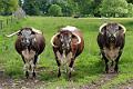 14. Catherine lined up 2 cows and a bull